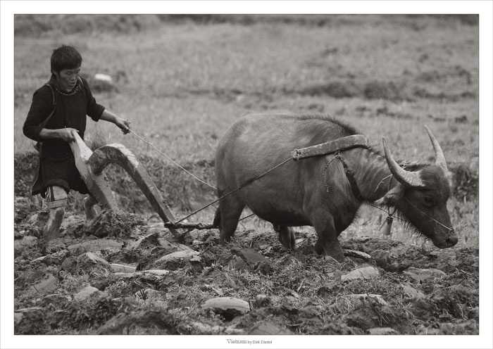 plowing-waterbuffalo