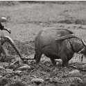 plowing-waterbuffalo