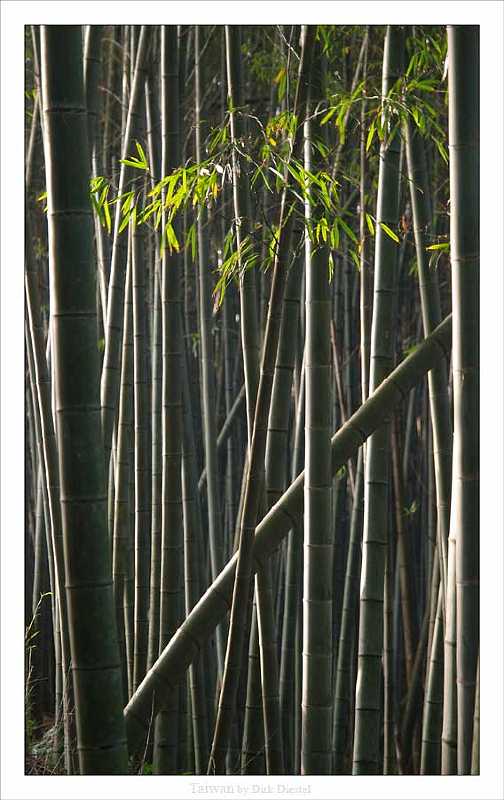bambooforest