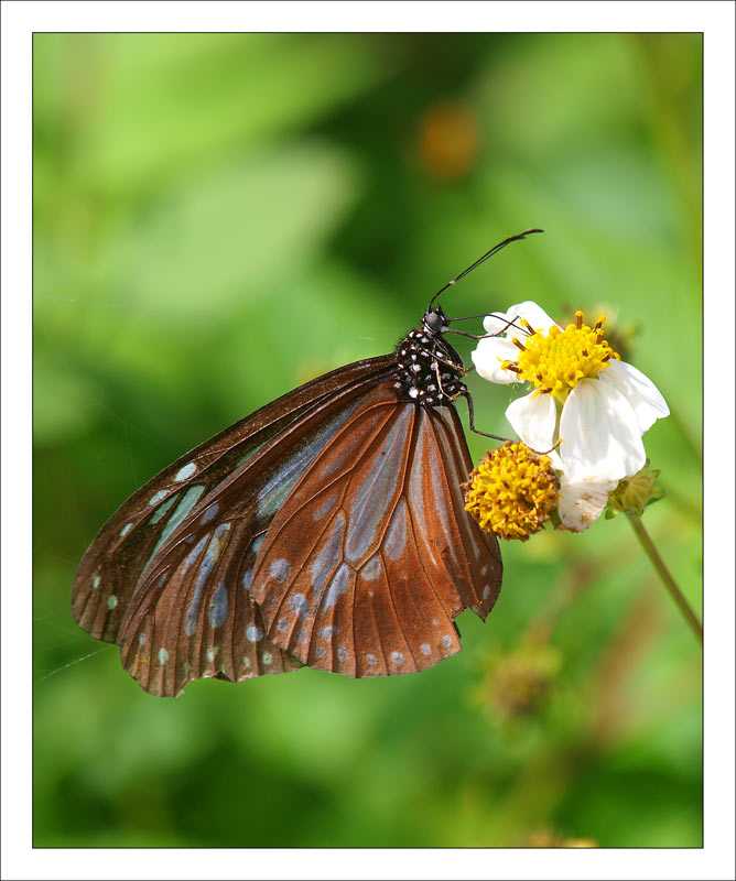 butterfly