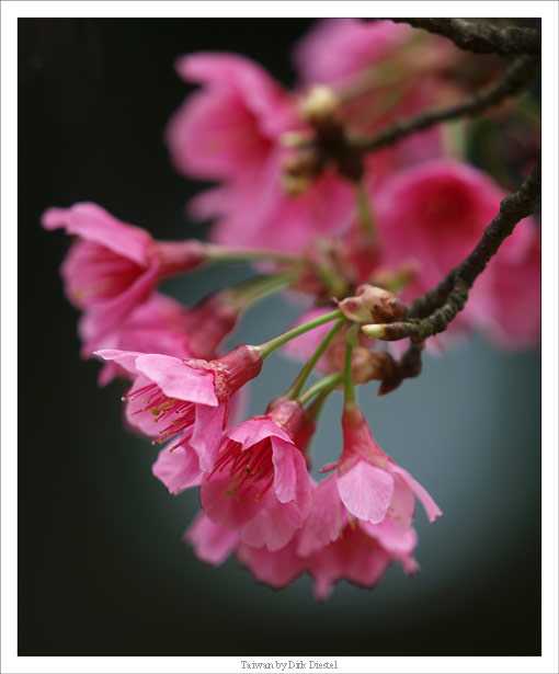 cherryflower