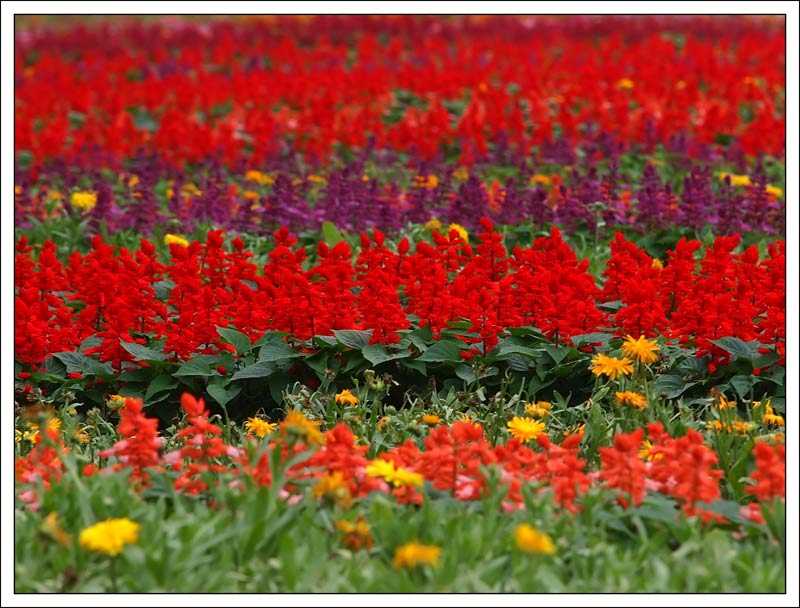 flowerexpo_red
