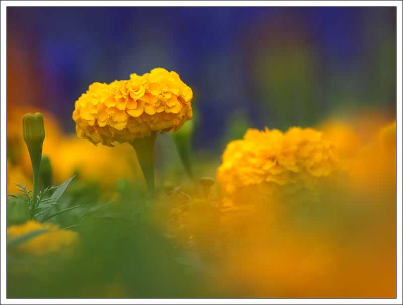 flowerexpo_yellow