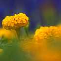 flowerexpo_yellow