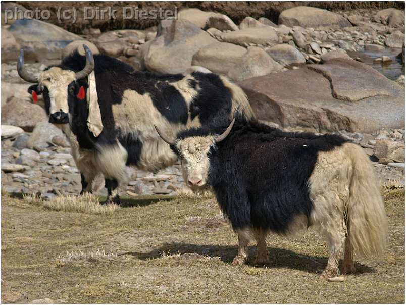 slides/95017413.jpg Himalaya Indien Kloster Ladakh Motorrad Mönch Tanglangla Tempel Tso Moriri Tso kar 95017413