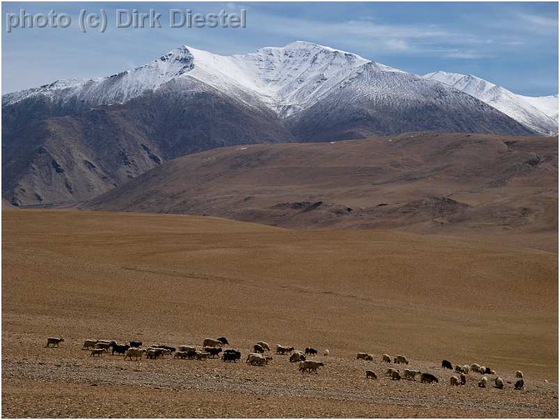 slides/95017416.jpg Himalaya Indien Kloster Ladakh Motorrad Mönch Tanglangla Tempel Tso Moriri Tso kar 95017416